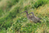 Whimbrels standing in long grass above Periglis beach on St. Agnes