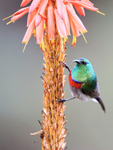 Southern Double-collared Sunbird (male), Kirstenbosch Garden