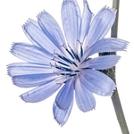 Chicory (Cichorium intybus)