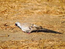 Namaqua Dove