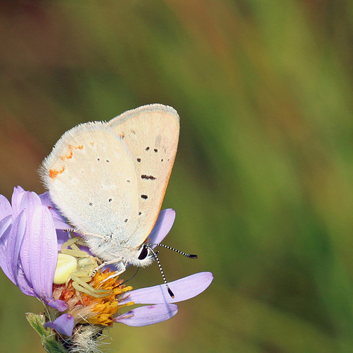 A bog copper chooses a very precarious perch atop the pincers of a flower crab spider.