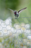 Anna's Himmingbird on Chicken Wire