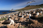 Black-browed Albatross colony, early morning, Steeple Jason