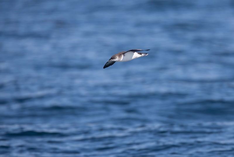 Manx Shearwater - Inner Hebrides - off the Isle of Mull