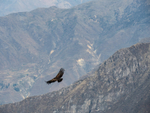 Colca Canyon 1