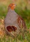 Grey Partridge 2