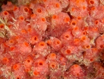 Dendrodoa grossularia