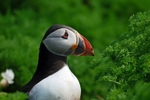 Puffin