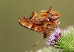Comma