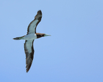 Brown Booby portfolio