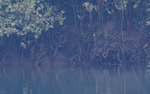 Fisher Cat