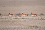 Great Bustards