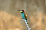 European Bee-eater