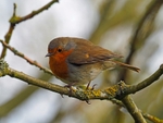 Robin