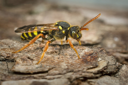 [i]Nomada goodeniana[/i] female. Staffordshire garden, May 2016.