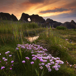 Ballintoy Blooms