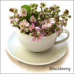 Blackberry