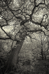 Meandering