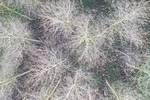 Poplar trees growing in the Nar Valley
