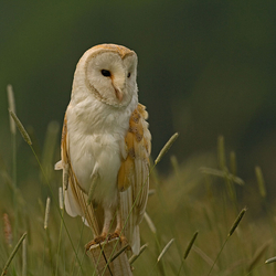 Barn Owl perched on a post