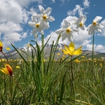 Wild Tulips (Tulipa sylvestris ssp australis) growing with Poet's Narcissus (Narcissus poeticus