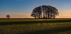 Spinney