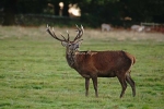 Red Deer stag - Bradgate Park