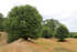Telegraph pole