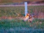 Short-eared Owl