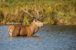Red Deer in Water