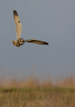 Short Eared Owl