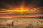 z3663 Bales at Sunset, Atherfield