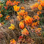 Tulips 'Princess Irene'