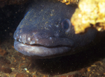 Conger conger