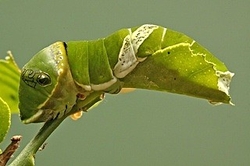 Tiger Swallowtail Larva