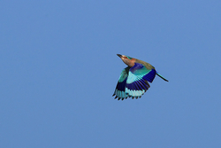 Indian Roller flying, wings down, Panna, Madhya Pradesh, India
