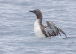 Red-throated Diver