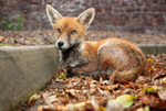 Urban Fox_Bristol_0237