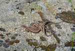 Common Wall Lizard