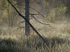 Rising Mist #1