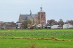 Barnacle Geese