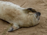 Atlantic Grey Seal