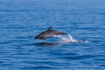 0A3A0898. Dolphin jumping