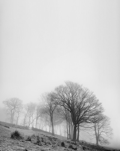 Copse of trees against the mist.