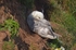 Fulmar