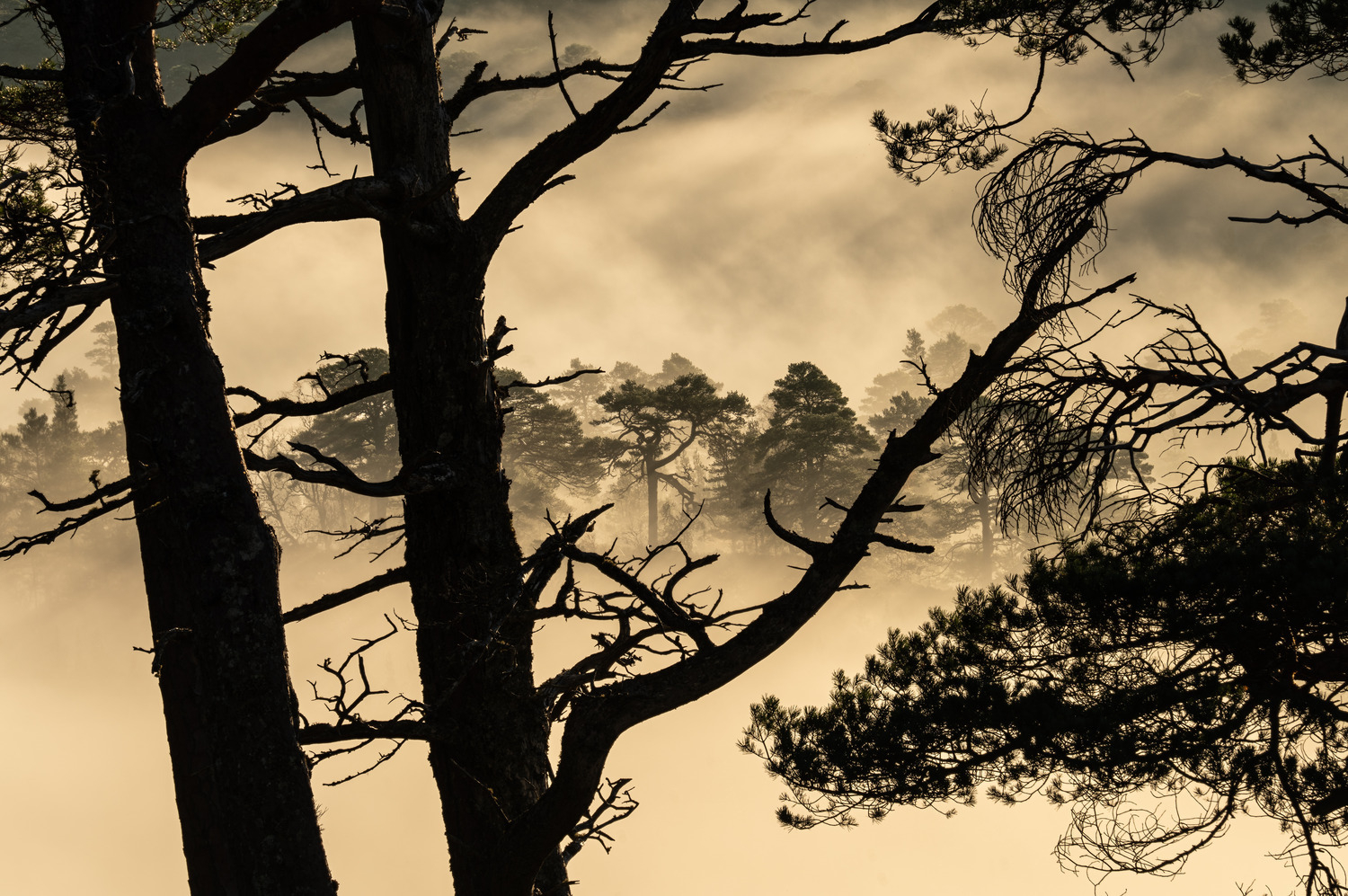 Pine framing pine, on a foggy morning