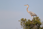 Great Blue Heron on top of bush, Viera Wetlands, Florida