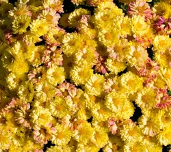Floral_0074