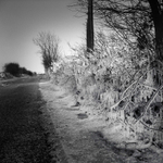 Iced Branches (square format)