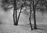 Trees (Snowmass)